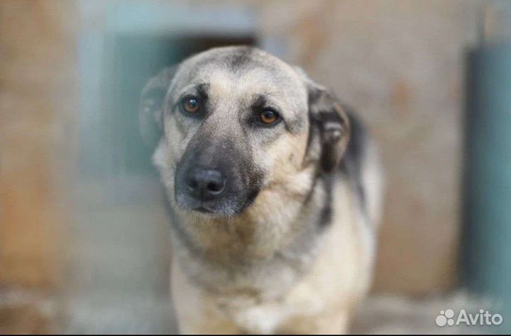 Молодая девочка ожидает свою семью в приюте