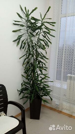 Пальма драцена