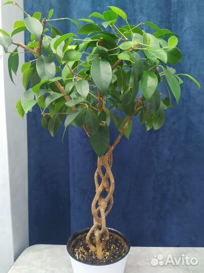 Фикус плетеный