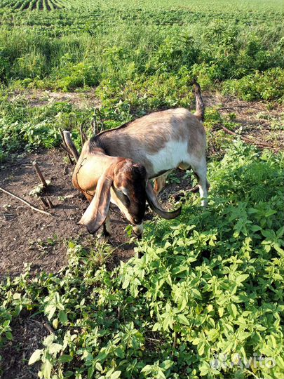 Англо нубийские козел