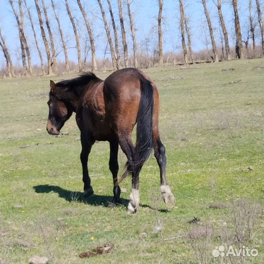 Лошади жеребец
