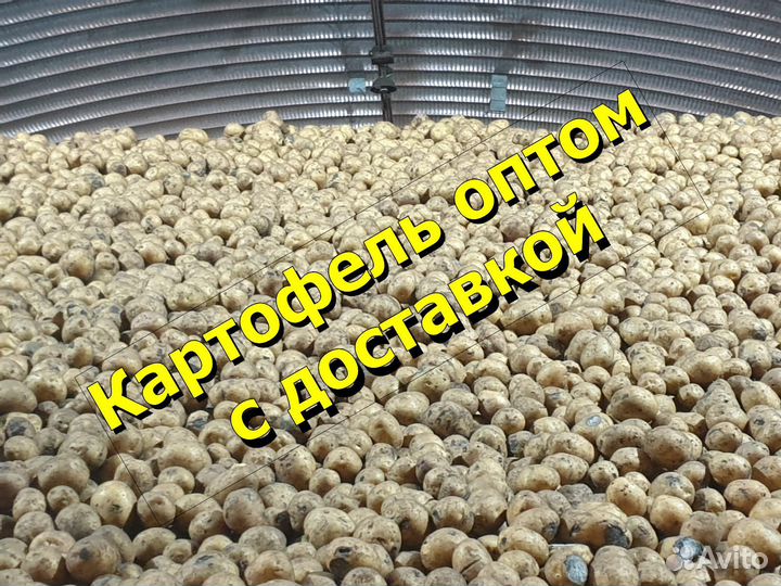Картофель оптом