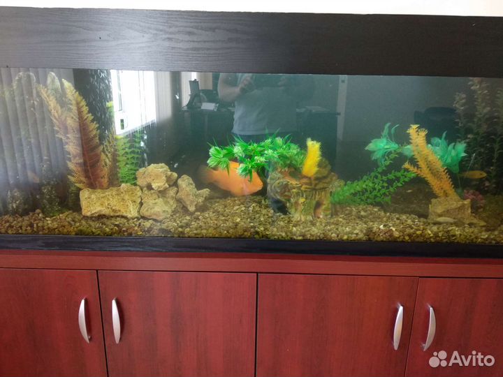 Обслуживание аквариумов