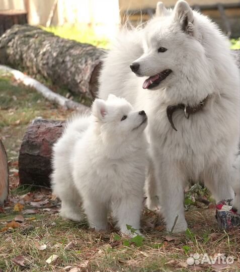 Щенки Самоеда