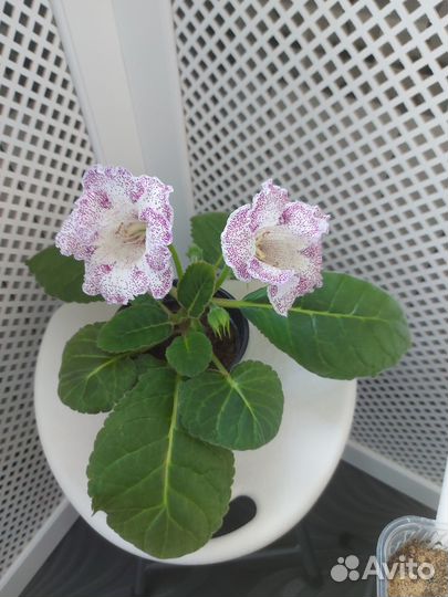 Глоксиния цветущая