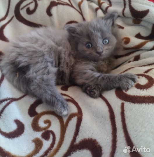 Котенок, девочка