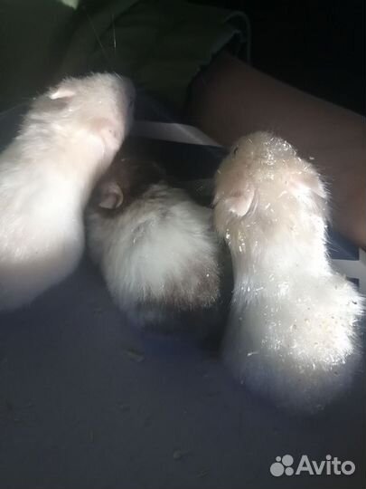 Отдам хомяка бесплатно