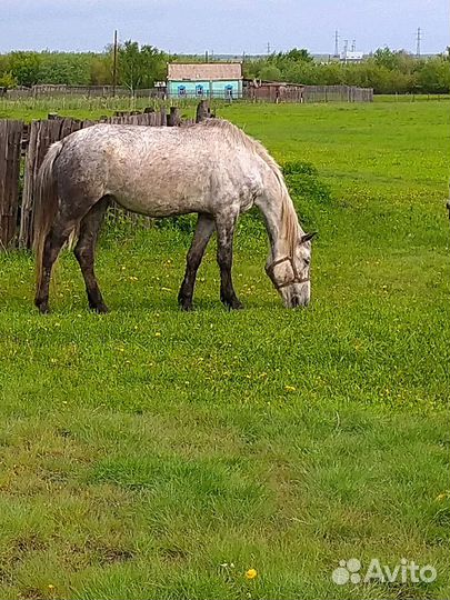 Орловская кобыла