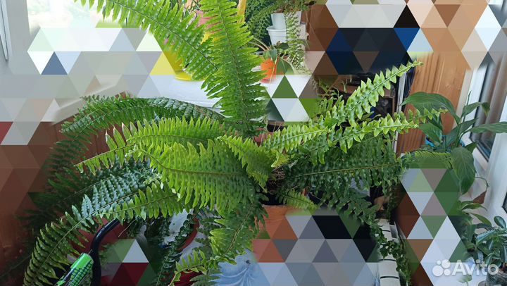 Папоротник