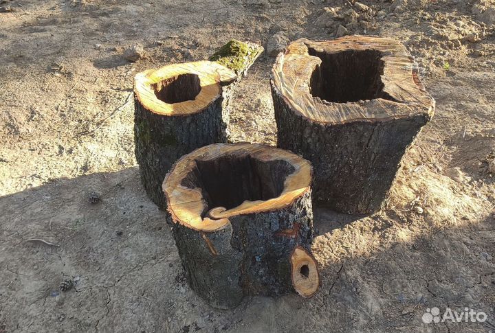 Спилы из ольхи. Деревянные пни для творчества