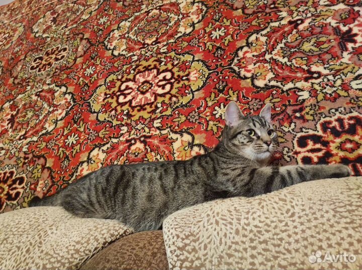 Котёнок метис сфинкса