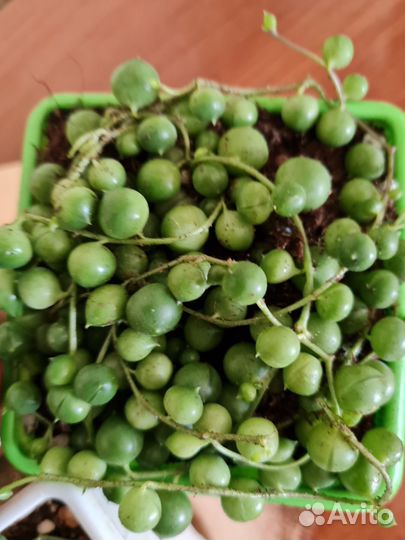 Крестовник Роули