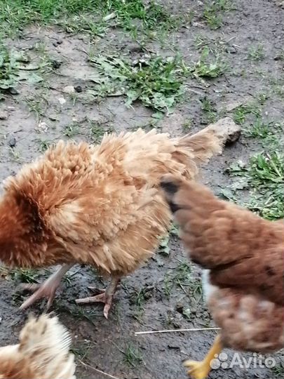 Инкубационное яйцо микс