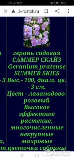 Герань Садовая многолетняя