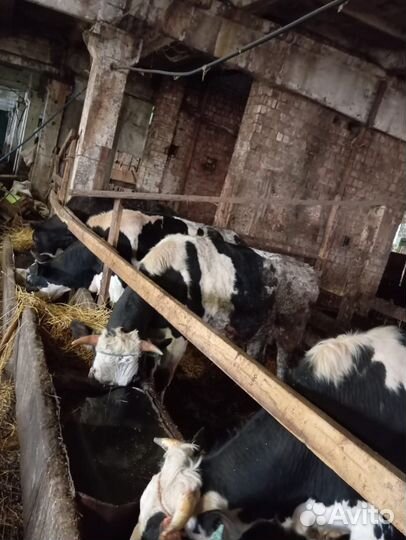 Бычки и быки на мясо живое вес 230 p
