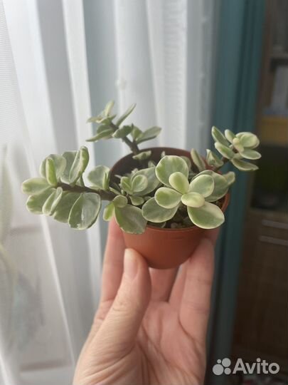 Портулакария афра