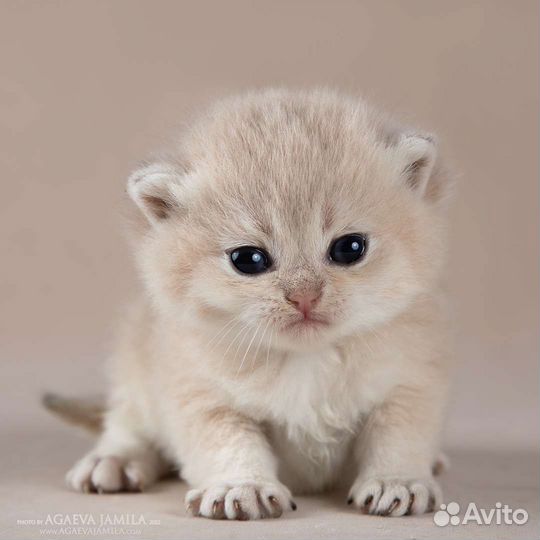 Мальчик голубое золото ay11 Henry Apple Wood