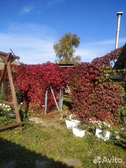 Девичий виноград