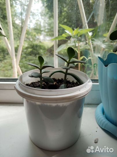 Толстянка (денежное дерево)