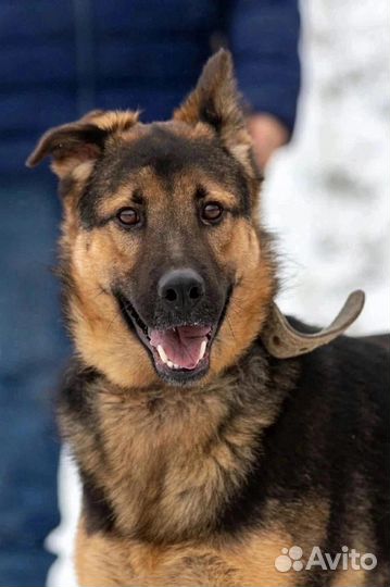 Граф в добрые руки