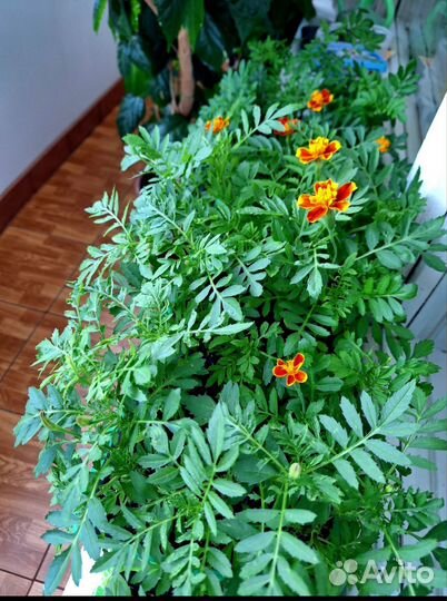 Бархотки семена