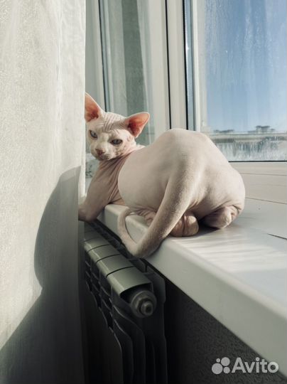 Канадский сфинкс