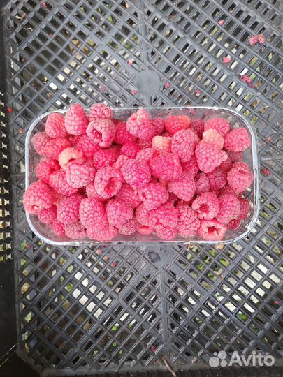 Малина, Клубника