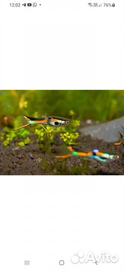 Аквариумные рыбки и растения