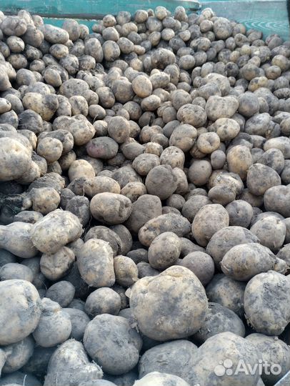 Картофель 15р за кг, возможна доставка