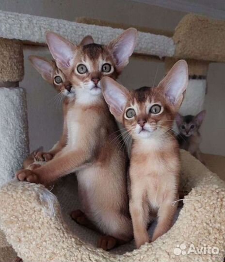 Абиссинские котята