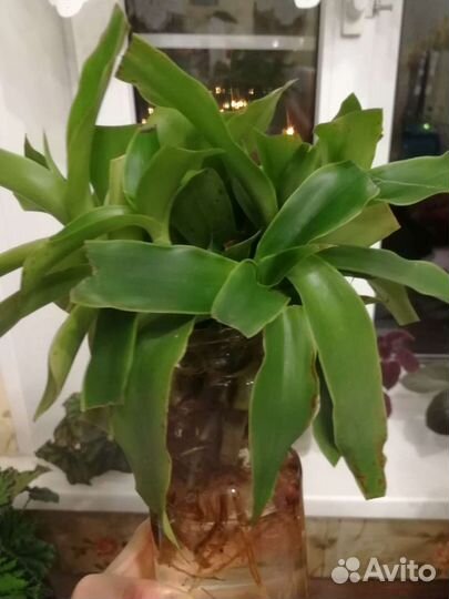 Золотой ус Каллизия душистая