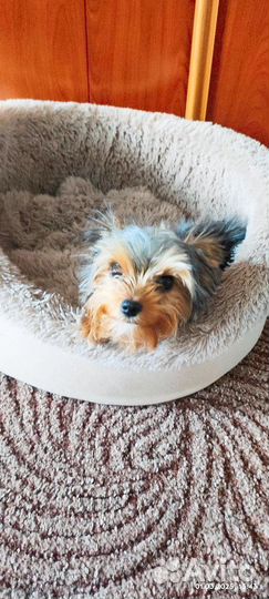 Собака в добрые руки щенок Йоркширский терьер