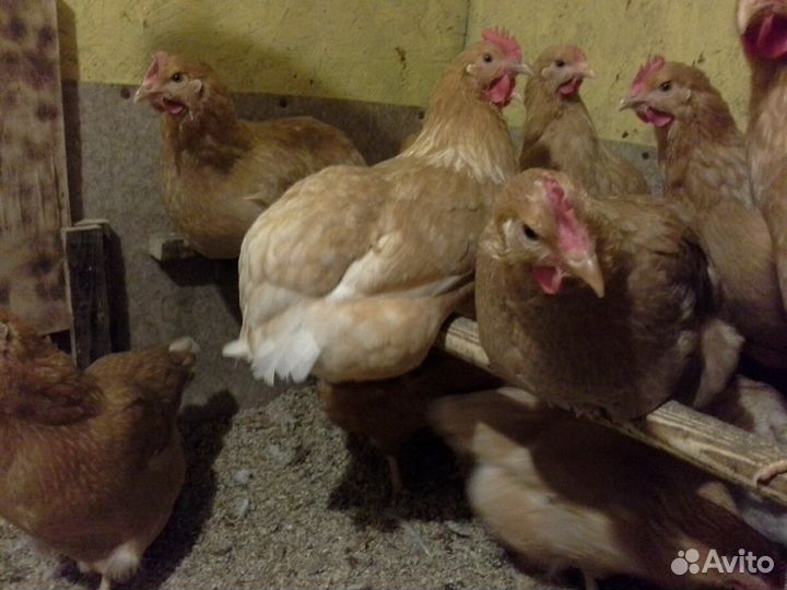 Куры Мини мясные В76 палевые инк.яйцо и цыплята