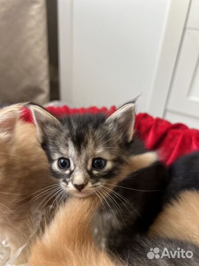 Пасхальные котята