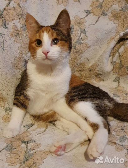 Кошечка-трёхцветка Маруся