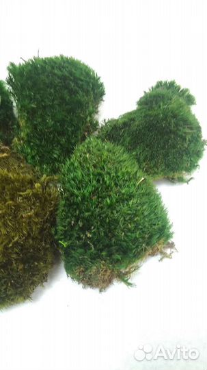 Стабилизированный мох кочка лесная