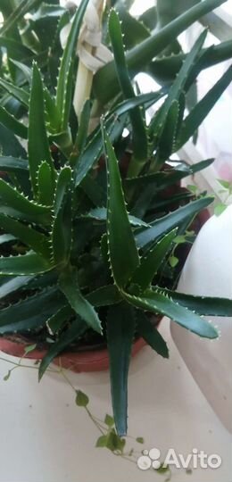 Антуриум, алоэ