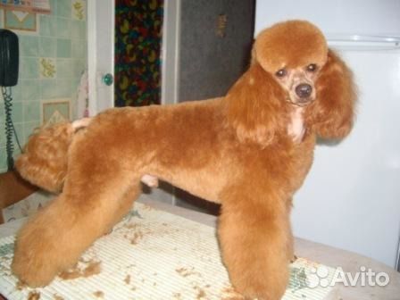 Обрезка когтей.Стрижка собак и кошек. Тримминг