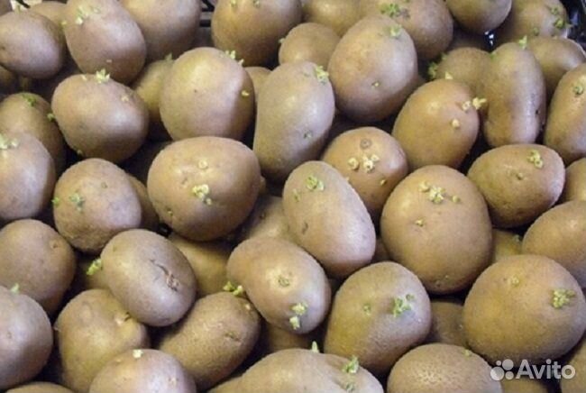 Семенной картофель скарб