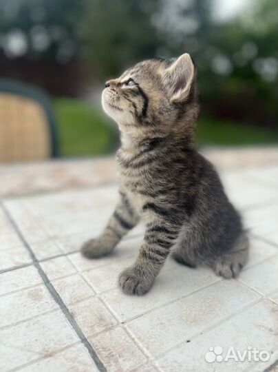 Котята отдам в добрые руки бесплатно