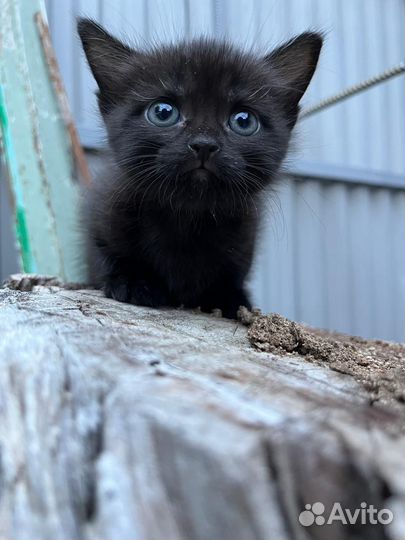 Котик