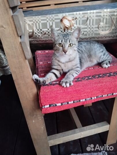 Котенок