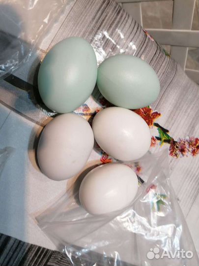 Подкладное яйцо куриные и утиные