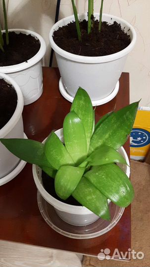 Сансевиерия карликовая (тёщин язык)