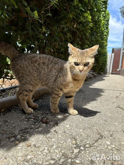 Британская золотая шиншилла вязка