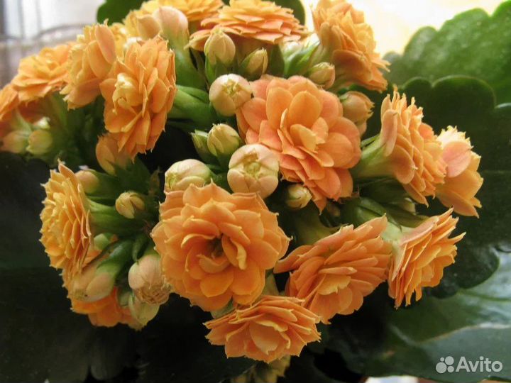 Каланхоэ цветущий оранжевый