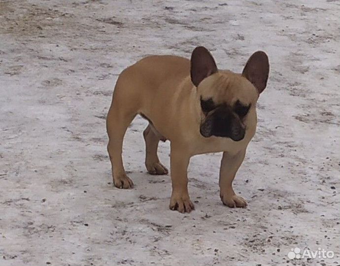 Вязка палевый кобель