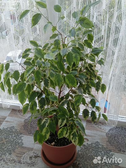 Фикус Бенджамина