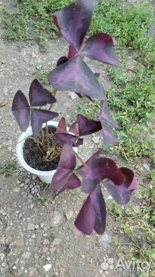 Комнатные растения