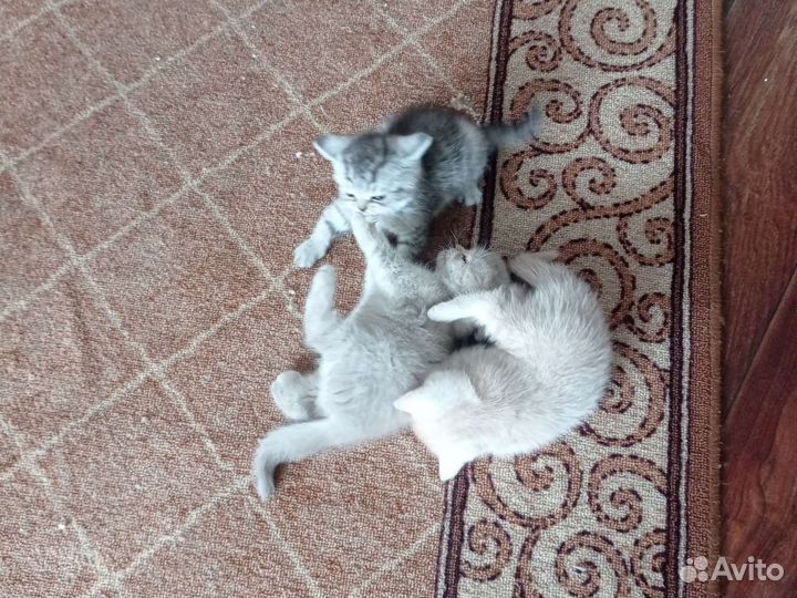 Британская вислоухая кошка